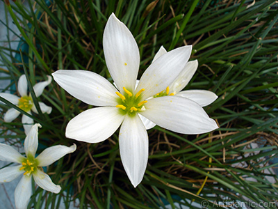 Beyaz zambak trnde bir iek resmi. (iek 35 yllk olup yetitiricisi tarafndan `Buday Zamba` olarak isimlendirilmektedir.) <i>(Ailesi: Liliaceae, Tr: Lilium)</i> <br>ekim Tarihi: Eyll 2005, Yer: stanbul-Annemin iekleri, Fotoraf: islamiSanat.net