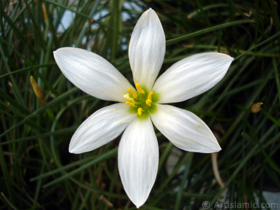 White color flower similar to lily. It is 35 years old and its grower calls it as `wheat lilly`. <i>(Family: Liliaceae, Species: Lilium)</i> <br>Photo Date: August 2005, Location: Turkey/Istanbul-Mother`s Flowers, By: Artislamic.com