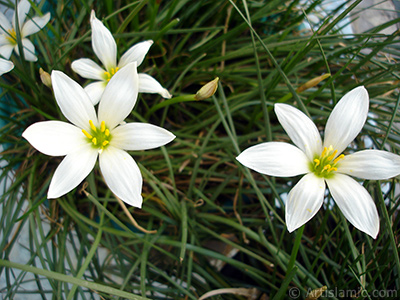 Beyaz zambak trnde bir iek resmi. (iek 35 yllk olup yetitiricisi tarafndan `Buday Zamba` olarak isimlendirilmektedir.) <i>(Ailesi: Liliaceae, Tr: Lilium)</i> <br>ekim Tarihi: Austos 2005, Yer: stanbul-Annemin iekleri, Fotoraf: islamiSanat.net