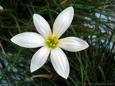 Beyaz zambak trnde bir iek resmi. (iek 35 yllk olup yetitiricisi tarafndan `Buday Zamba` olarak isimlendirilmektedir.) <i>(Ailesi: Liliaceae, Tr: Lilium)</i> <br>ekim Tarihi: Austos 2005, Yer: stanbul-Annemin iekleri, Fotoraf: islamiSanat.net