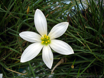 Beyaz zambak trnde bir iek resmi. (iek 35 yllk olup yetitiricisi tarafndan `Buday Zamba` olarak isimlendirilmektedir.) <i>(Ailesi: Liliaceae, Tr: Lilium)</i> <br>ekim Tarihi: Austos 2005, Yer: stanbul-Annemin iekleri, Fotoraf: islamiSanat.net