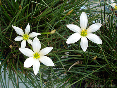 Beyaz zambak trnde bir iek resmi. (iek 35 yllk olup yetitiricisi tarafndan `Buday Zamba` olarak isimlendirilmektedir.) <i>(Ailesi: Liliaceae, Tr: Lilium)</i> <br>ekim Tarihi: Austos 2005, Yer: stanbul-Annemin iekleri, Fotoraf: islamiSanat.net