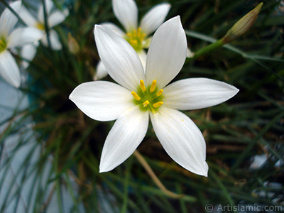 Beyaz zambak trnde bir iek resmi. (iek 35 yllk olup yetitiricisi tarafndan `Buday Zamba` olarak isimlendirilmektedir.) <i>(Ailesi: Liliaceae, Tr: Lilium)</i> <br>ekim Tarihi: Austos 2005, Yer: stanbul-Annemin iekleri, Fotoraf: islamiSanat.net