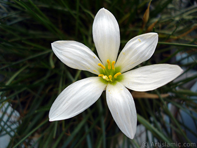 Beyaz zambak trnde bir iek resmi. (iek 35 yllk olup yetitiricisi tarafndan `Buday Zamba` olarak isimlendirilmektedir.) <i>(Ailesi: Liliaceae, Tr: Lilium)</i> <br>ekim Tarihi: Austos 2005, Yer: stanbul-Annemin iekleri, Fotoraf: islamiSanat.net