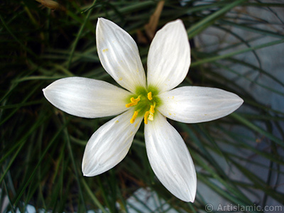 Beyaz zambak trnde bir iek resmi. (iek 35 yllk olup yetitiricisi tarafndan `Buday Zamba` olarak isimlendirilmektedir.) <i>(Ailesi: Liliaceae, Tr: Lilium)</i> <br>ekim Tarihi: Austos 2005, Yer: stanbul-Annemin iekleri, Fotoraf: islamiSanat.net