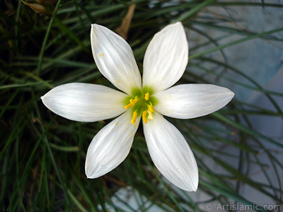 White color flower similar to lily. It is 35 years old and its grower calls it as `wheat lilly`. <i>(Family: Liliaceae, Species: Lilium)</i> <br>Photo Date: August 2005, Location: Turkey/Istanbul-Mother`s Flowers, By: Artislamic.com