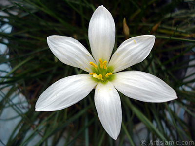 Beyaz zambak trnde bir iek resmi. (iek 35 yllk olup yetitiricisi tarafndan `Buday Zamba` olarak isimlendirilmektedir.) <i>(Ailesi: Liliaceae, Tr: Lilium)</i> <br>ekim Tarihi: Austos 2005, Yer: stanbul-Annemin iekleri, Fotoraf: islamiSanat.net