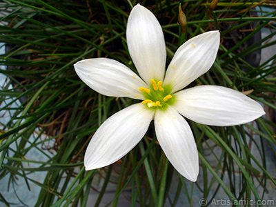 Beyaz zambak trnde bir iek resmi. (iek 35 yllk olup yetitiricisi tarafndan `Buday Zamba` olarak isimlendirilmektedir.) <i>(Ailesi: Liliaceae, Tr: Lilium)</i> <br>ekim Tarihi: Austos 2005, Yer: stanbul-Annemin iekleri, Fotoraf: islamiSanat.net