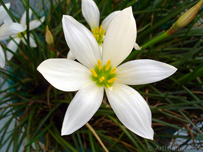 White color flower similar to lily. It is 35 years old and its grower calls it as `wheat lilly`. <i>(Family: Liliaceae, Species: Lilium)</i> <br>Photo Date: August 2005, Location: Turkey/Istanbul-Mother`s Flowers, By: Artislamic.com