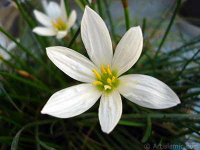 Beyaz zambak trnde bir iek resmi. (iek 35 yllk olup yetitiricisi tarafndan `Buday Zamba` olarak isimlendirilmektedir.) <i>(Ailesi: Liliaceae, Tr: Lilium)</i> <br>ekim Tarihi: Austos 2005, Yer: stanbul-Annemin iekleri, Fotoraf: islamiSanat.net