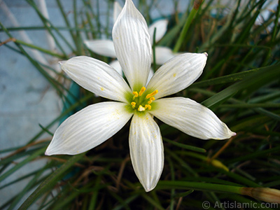 Beyaz zambak trnde bir iek resmi. (iek 35 yllk olup yetitiricisi tarafndan `Buday Zamba` olarak isimlendirilmektedir.) <i>(Ailesi: Liliaceae, Tr: Lilium)</i> <br>ekim Tarihi: Austos 2005, Yer: stanbul-Annemin iekleri, Fotoraf: islamiSanat.net