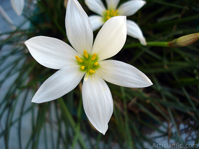 Beyaz zambak trnde bir iek resmi. (iek 35 yllk olup yetitiricisi tarafndan `Buday Zamba` olarak isimlendirilmektedir.) <i>(Ailesi: Liliaceae, Tr: Lilium)</i> <br>ekim Tarihi: Austos 2005, Yer: stanbul-Annemin iekleri, Fotoraf: islamiSanat.net