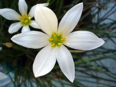 Beyaz zambak trnde bir iek resmi. (iek 35 yllk olup yetitiricisi tarafndan `Buday Zamba` olarak isimlendirilmektedir.) <i>(Ailesi: Liliaceae, Tr: Lilium)</i> <br>ekim Tarihi: Austos 2005, Yer: stanbul-Annemin iekleri, Fotoraf: islamiSanat.net