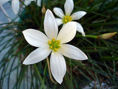 Beyaz zambak trnde bir iek resmi. (iek 35 yllk olup yetitiricisi tarafndan `Buday Zamba` olarak isimlendirilmektedir.) <i>(Ailesi: Liliaceae, Tr: Lilium)</i> <br>ekim Tarihi: Austos 2005, Yer: stanbul-Annemin iekleri, Fotoraf: islamiSanat.net