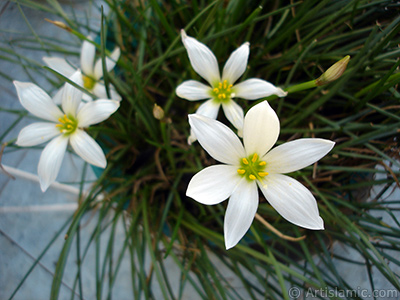 Beyaz zambak trnde bir iek resmi. (iek 35 yllk olup yetitiricisi tarafndan `Buday Zamba` olarak isimlendirilmektedir.) <i>(Ailesi: Liliaceae, Tr: Lilium)</i> <br>ekim Tarihi: Austos 2005, Yer: stanbul-Annemin iekleri, Fotoraf: islamiSanat.net