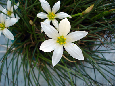 White color flower similar to lily. It is 35 years old and its grower calls it as `wheat lilly`. <i>(Family: Liliaceae, Species: Lilium)</i> <br>Photo Date: August 2005, Location: Turkey/Istanbul-Mother`s Flowers, By: Artislamic.com