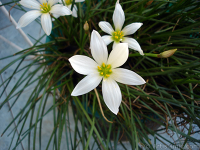 Beyaz zambak trnde bir iek resmi. (iek 35 yllk olup yetitiricisi tarafndan `Buday Zamba` olarak isimlendirilmektedir.) <i>(Ailesi: Liliaceae, Tr: Lilium)</i> <br>ekim Tarihi: Austos 2005, Yer: stanbul-Annemin iekleri, Fotoraf: islamiSanat.net