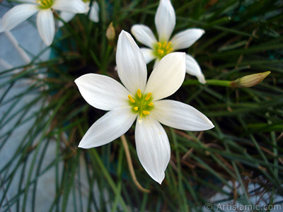 Beyaz zambak trnde bir iek resmi. (iek 35 yllk olup yetitiricisi tarafndan `Buday Zamba` olarak isimlendirilmektedir.) <i>(Ailesi: Liliaceae, Tr: Lilium)</i> <br>ekim Tarihi: Austos 2005, Yer: stanbul-Annemin iekleri, Fotoraf: islamiSanat.net