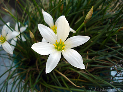 Beyaz zambak trnde bir iek resmi. (iek 35 yllk olup yetitiricisi tarafndan `Buday Zamba` olarak isimlendirilmektedir.) <i>(Ailesi: Liliaceae, Tr: Lilium)</i> <br>ekim Tarihi: Austos 2005, Yer: stanbul-Annemin iekleri, Fotoraf: islamiSanat.net