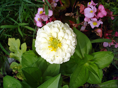 Dahlia flower. <i>(Family: Asteraceae, Compositae, Species: Dahlia)</i> <br>Photo Date: August 2008, Location: Turkey/Yalova-Termal, By: Artislamic.com