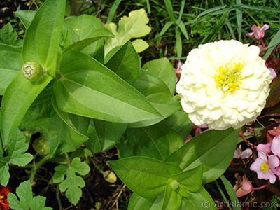 Papatyagiller iek ailesine mensup Yldz (Dahlia) iei resmi. <i>(Ailesi: Asteraceae, Compositae, Tr: Dahlia)</i> <br>ekim Tarihi: Austos 2008, Yer: Yalova-Termal, Fotoraf: islamiSanat.net