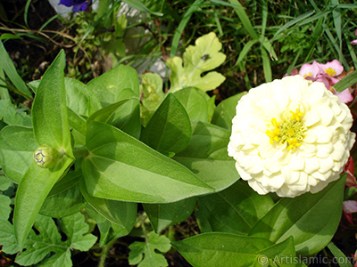 Papatyagiller iek ailesine mensup Yldz (Dahlia) iei resmi. <i>(Ailesi: Asteraceae, Compositae, Tr: Dahlia)</i> <br>ekim Tarihi: Austos 2008, Yer: Yalova-Termal, Fotoraf: islamiSanat.net