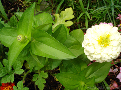 Papatyagiller iek ailesine mensup Yldz (Dahlia) iei resmi. <i>(Ailesi: Asteraceae, Compositae, Tr: Dahlia)</i> <br>ekim Tarihi: Austos 2008, Yer: Yalova-Termal, Fotoraf: islamiSanat.net