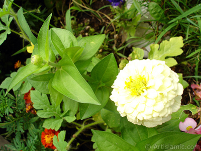 Papatyagiller iek ailesine mensup Yldz (Dahlia) iei resmi. <i>(Ailesi: Asteraceae, Compositae, Tr: Dahlia)</i> <br>ekim Tarihi: Austos 2008, Yer: Yalova-Termal, Fotoraf: islamiSanat.net