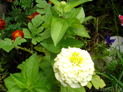 Papatyagiller iek ailesine mensup Yldz (Dahlia) iei resmi. <i>(Ailesi: Asteraceae, Compositae, Tr: Dahlia)</i> <br>ekim Tarihi: Austos 2008, Yer: Yalova-Termal, Fotoraf: islamiSanat.net