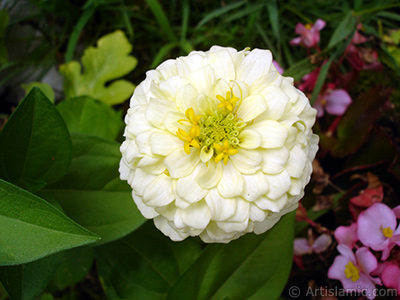 Dahlia flower. <i>(Family: Asteraceae, Compositae, Species: Dahlia)</i> <br>Photo Date: August 2008, Location: Turkey/Yalova-Termal, By: Artislamic.com