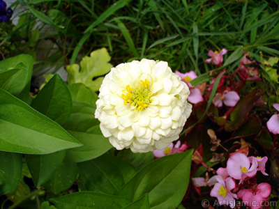 Dahlia flower. <i>(Family: Asteraceae, Compositae, Species: Dahlia)</i> <br>Photo Date: August 2008, Location: Turkey/Yalova-Termal, By: Artislamic.com