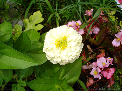 Papatyagiller iek ailesine mensup Yldz (Dahlia) iei resmi. <i>(Ailesi: Asteraceae, Compositae, Tr: Dahlia)</i> <br>ekim Tarihi: Austos 2008, Yer: Yalova-Termal, Fotoraf: islamiSanat.net