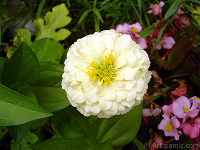 Papatyagiller iek ailesine mensup Yldz (Dahlia) iei resmi. <i>(Ailesi: Asteraceae, Compositae, Tr: Dahlia)</i> <br>ekim Tarihi: Austos 2008, Yer: Yalova-Termal, Fotoraf: islamiSanat.net