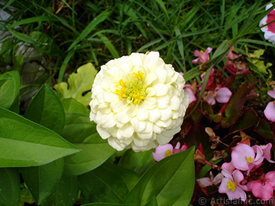 Papatyagiller iek ailesine mensup Yldz (Dahlia) iei resmi. <i>(Ailesi: Asteraceae, Compositae, Tr: Dahlia)</i> <br>ekim Tarihi: Austos 2008, Yer: Yalova-Termal, Fotoraf: islamiSanat.net