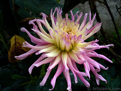 Dahlia flower. <i>(Family: Asteraceae, Compositae, Species: Dahlia)</i> <br>Photo Date: August 2008, Location: Turkey/Yalova-Termal, By: Artislamic.com