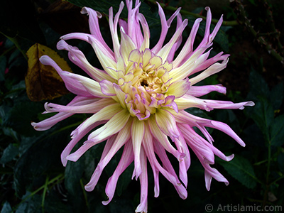 Papatyagiller iek ailesine mensup Yldz (Dahlia) iei resmi. <i>(Ailesi: Asteraceae, Compositae, Tr: Dahlia)</i> <br>ekim Tarihi: Austos 2008, Yer: Yalova-Termal, Fotoraf: islamiSanat.net