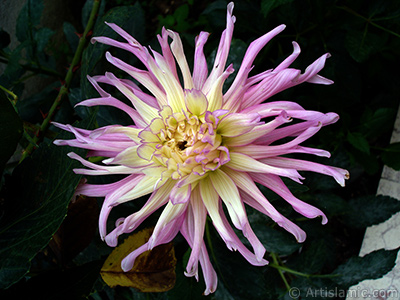 Dahlia flower. <i>(Family: Asteraceae, Compositae, Species: Dahlia)</i> <br>Photo Date: August 2008, Location: Turkey/Yalova-Termal, By: Artislamic.com