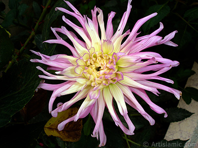 Dahlia flower. <i>(Family: Asteraceae, Compositae, Species: Dahlia)</i> <br>Photo Date: August 2008, Location: Turkey/Yalova-Termal, By: Artislamic.com