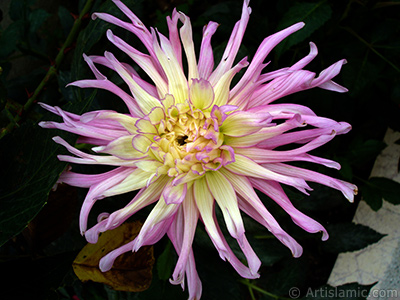 Papatyagiller iek ailesine mensup Yldz (Dahlia) iei resmi. <i>(Ailesi: Asteraceae, Compositae, Tr: Dahlia)</i> <br>ekim Tarihi: Austos 2008, Yer: Yalova-Termal, Fotoraf: islamiSanat.net