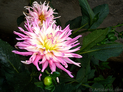 Papatyagiller iek ailesine mensup Yldz (Dahlia) iei resmi. <i>(Ailesi: Asteraceae, Compositae, Tr: Dahlia)</i> <br>ekim Tarihi: Austos 2008, Yer: Yalova-Termal, Fotoraf: islamiSanat.net