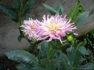 Papatyagiller iek ailesine mensup Yldz (Dahlia) iei resmi. <i>(Ailesi: Asteraceae, Compositae, Tr: Dahlia)</i> <br>ekim Tarihi: Austos 2008, Yer: Yalova-Termal, Fotoraf: islamiSanat.net