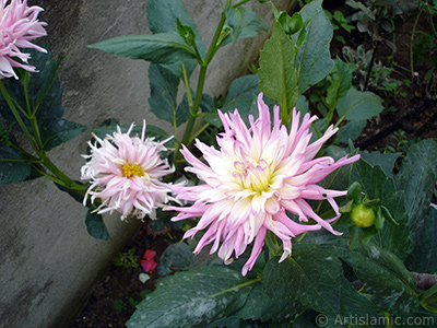 Papatyagiller iek ailesine mensup Yldz (Dahlia) iei resmi. <i>(Ailesi: Asteraceae, Compositae, Tr: Dahlia)</i> <br>ekim Tarihi: Austos 2008, Yer: Yalova-Termal, Fotoraf: islamiSanat.net