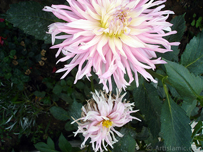 Dahlia flower. <i>(Family: Asteraceae, Compositae, Species: Dahlia)</i> <br>Photo Date: August 2008, Location: Turkey/Yalova-Termal, By: Artislamic.com