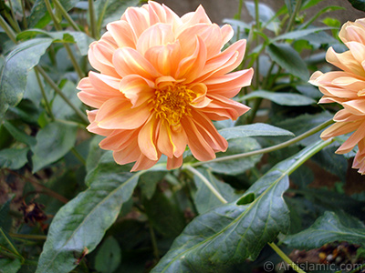 Dahlia flower. <i>(Family: Asteraceae, Compositae, Species: Dahlia)</i> <br>Photo Date: August 2008, Location: Turkey/Yalova-Termal, By: Artislamic.com