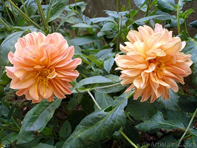 Dahlia flower. <i>(Family: Asteraceae, Compositae, Species: Dahlia)</i> <br>Photo Date: August 2008, Location: Turkey/Yalova-Termal, By: Artislamic.com