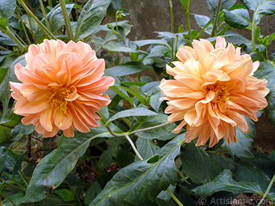 Dahlia flower. <i>(Family: Asteraceae, Compositae, Species: Dahlia)</i> <br>Photo Date: August 2008, Location: Turkey/Yalova-Termal, By: Artislamic.com