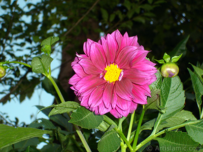 Papatyagiller iek ailesine mensup Yldz (Dahlia) iei resmi. <i>(Ailesi: Asteraceae, Compositae, Tr: Dahlia)</i> <br>ekim Tarihi: Temmuz 2005, Yer: Trabzon, Fotoraf: islamiSanat.net