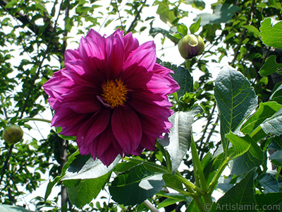 Papatyagiller iek ailesine mensup Yldz (Dahlia) iei resmi. <i>(Ailesi: Asteraceae, Compositae, Tr: Dahlia)</i> <br>ekim Tarihi: Temmuz 2005, Yer: Trabzon, Fotoraf: islamiSanat.net