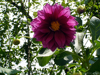 Papatyagiller iek ailesine mensup Yldz (Dahlia) iei resmi. <i>(Ailesi: Asteraceae, Compositae, Tr: Dahlia)</i> <br>ekim Tarihi: Temmuz 2005, Yer: Trabzon, Fotoraf: islamiSanat.net