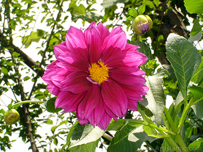 Papatyagiller iek ailesine mensup Yldz (Dahlia) iei resmi. <i>(Ailesi: Asteraceae, Compositae, Tr: Dahlia)</i> <br>ekim Tarihi: Temmuz 2005, Yer: Trabzon, Fotoraf: islamiSanat.net